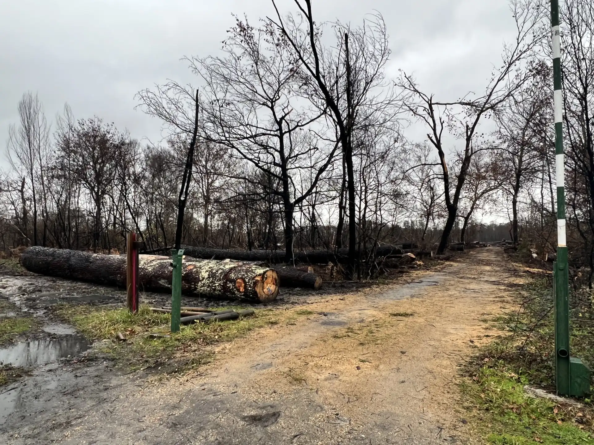 Forêt des Landes de Gascogne après les incendies