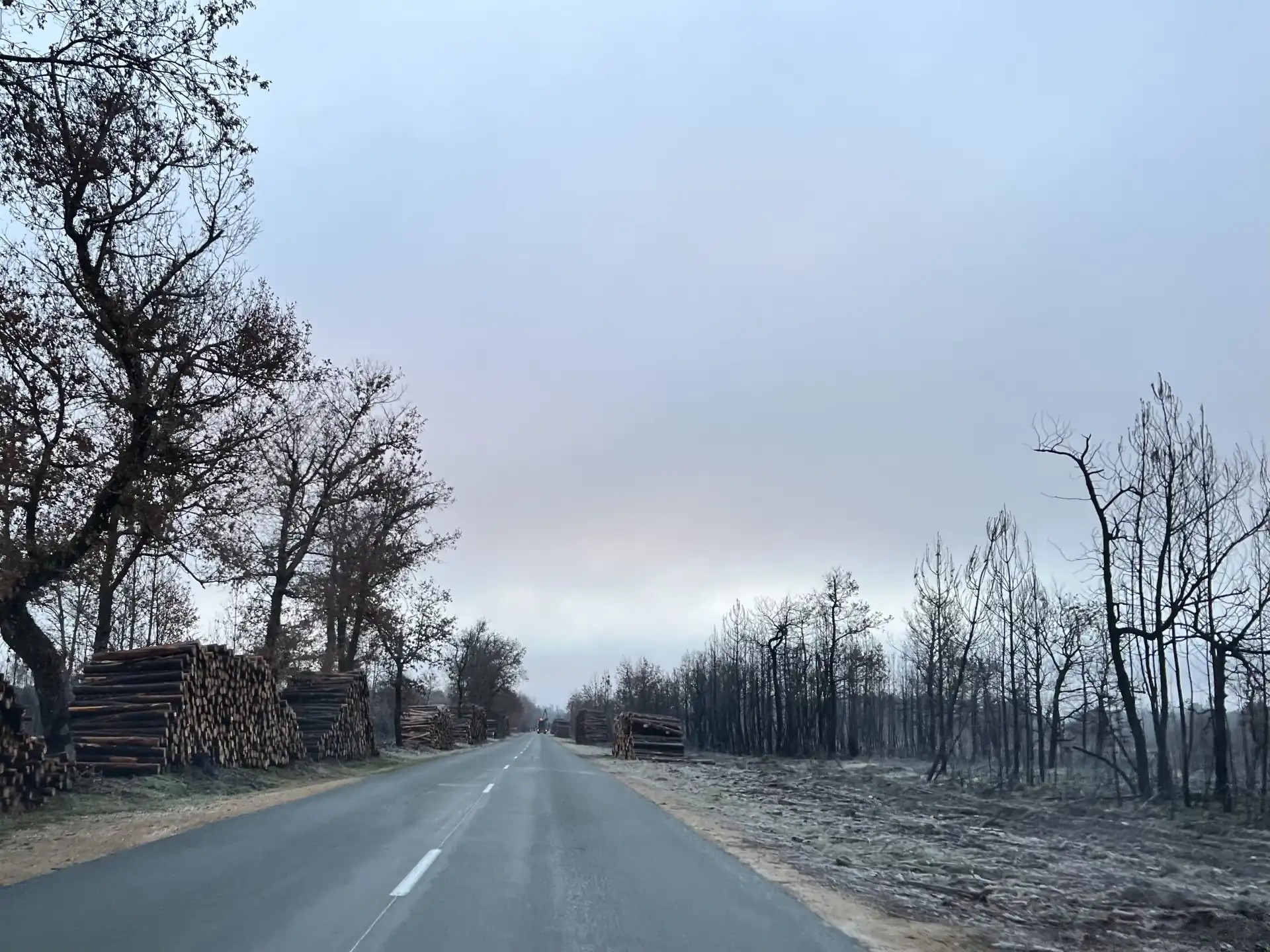 Forêt des Landes de Gascogne après les incendies