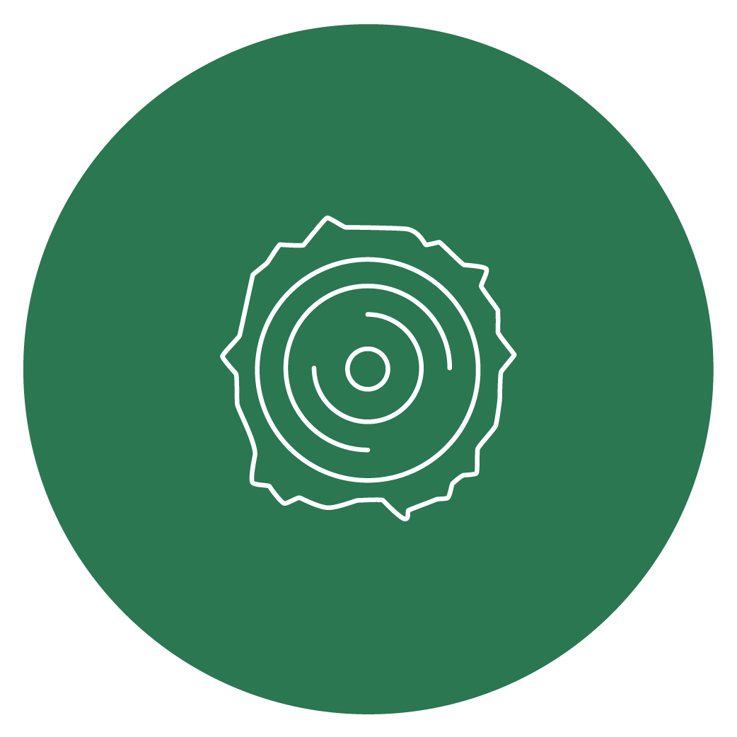 tranche de tronc d'arbre